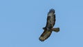 Common Buzzard in flight against the sky. Royalty Free Stock Photo