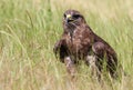 The common buzzard, Buteo buteo Royalty Free Stock Photo