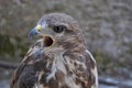 Common buzzard (Buteo buteo) Royalty Free Stock Photo