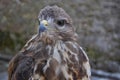 Common buzzard (Buteo buteo) Royalty Free Stock Photo