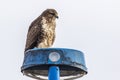 Common buzzard Buteo buteo