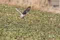 Common buzzard Buteo buteo