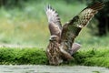 Common Buzzard in the forest of Noord Brabant in the Netherlands. Royalty Free Stock Photo