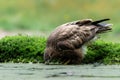 Common Buzzard in the forest of Noord Brabant in the Netherlands. Royalty Free Stock Photo