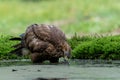 Common Buzzard in the forest of Noord Brabant in the Netherlands. Royalty Free Stock Photo