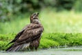 Common Buzzard in the forest of Noord Brabant in the Netherlands. Royalty Free Stock Photo
