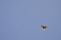 Common buzzard in flight.