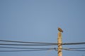 Common buzzard on post.