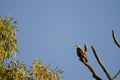 Common buzzard on a tree.