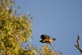 Common buzzard taking flight.