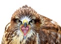 Common Buzzard Buteo buteo Royalty Free Stock Photo