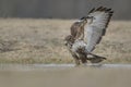 Common buzzard, Buteo Buteo, knee deep in water