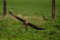 Common buzzard, buteo buteo, in the meadows