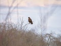 Common buzzard perched on the top of the bare bush