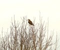 Common buzzard perched on the top of the bare bush