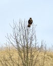 Common buzzard perched on the top of the bare tree