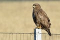 Common Buzzard Buteo buteo on a Pilon