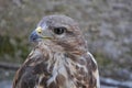 Common buzzard (Buteo buteo) Royalty Free Stock Photo