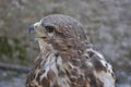 Common buzzard (Buteo buteo) Royalty Free Stock Photo