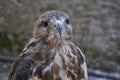 Common buzzard (Buteo buteo) Royalty Free Stock Photo