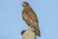 Common buzzard (Buteo buteo) Royalty Free Stock Photo