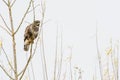 Common Buzzard Buteo buteo sitting in a bare tree top