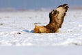 The common buzzard Buteo buteo sitting on a dead fox. Buzzard on dead prey in winter