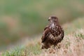 Common buzzard in the meadows Royalty Free Stock Photo