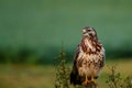 Common buzzard, buteo buteo, sitting on a pole in the meadows