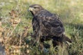 Common Buzzard  Buteo buteo , feeding on the ground Royalty Free Stock Photo