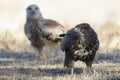 Common buzzard, Buteo buteo, feeding on the ground and a red kite in the background. Spain Royalty Free Stock Photo