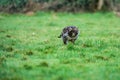 Common Buzzard Buteo buteo feeding on the ground Royalty Free Stock Photo