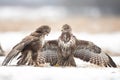 Common buzzard Buteo buteo in the fields in winter snow, buzzards in natural habitat, hawk bird on the ground, predatory bird cl