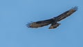 Common Buzzard in flight against the sky. Royalty Free Stock Photo