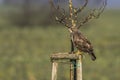 Common buzzard Buteo buteo