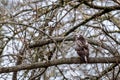 Common buzzard Buteo buteo in its natural habitat