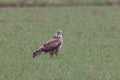 common buzzard (Buteo buteo) looking for earthworms in a field Germany Royalty Free Stock Photo