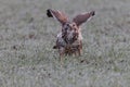 common buzzard (Buteo buteo) looking for earthworms in a field Germany Royalty Free Stock Photo
