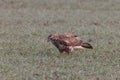 common buzzard (Buteo buteo) looking for earthworms in a field Germany Royalty Free Stock Photo