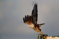 Common buzzard, buteo buteo, in the meadows Royalty Free Stock Photo