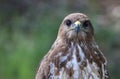 The common buzzard, Buteo buteo Royalty Free Stock Photo