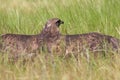 The common buzzard, Buteo buteo Royalty Free Stock Photo