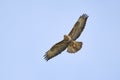 Common Buzzard Buteo buteo in flight against a blue sky Royalty Free Stock Photo