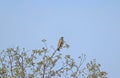 Common buzzard -Buteo buteo- watching from high-ground