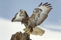 Buzzard landing on a tree stump Royalty Free Stock Photo