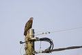 A common buzzard perched on a electricity pole early in the morning light. Royalty Free Stock Photo