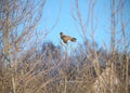 Common buzzard perched on top of the bush in the meadow