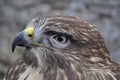 Common buzzard (Buteo buteo) Royalty Free Stock Photo