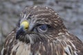 Common buzzard (Buteo buteo) Royalty Free Stock Photo