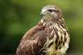 The common buzzard Buteo buteo, portrait with green background Royalty Free Stock Photo